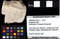 Foto (Objket + Etiketten) von Decapoda indet. 